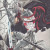 Templar01