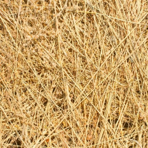 Hay and Straw